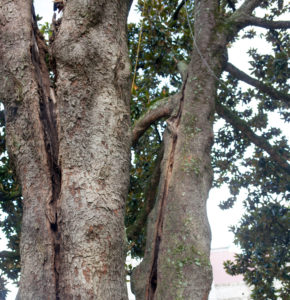 Rhodes Hall Magnolia tree damage