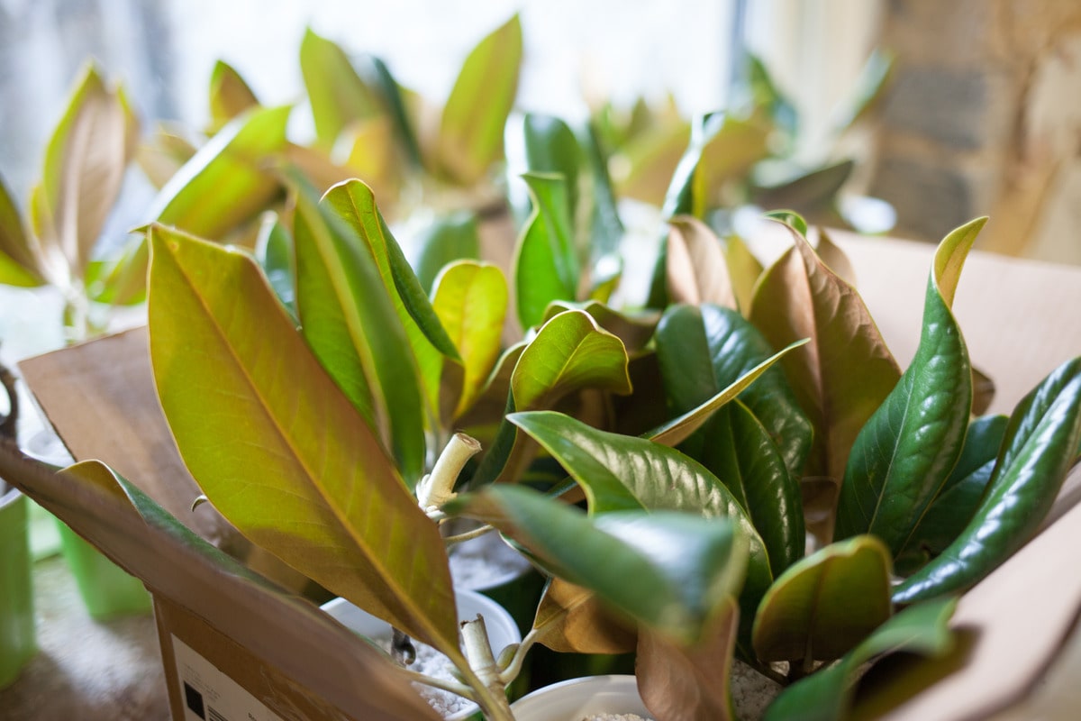 Magnolia cuttings